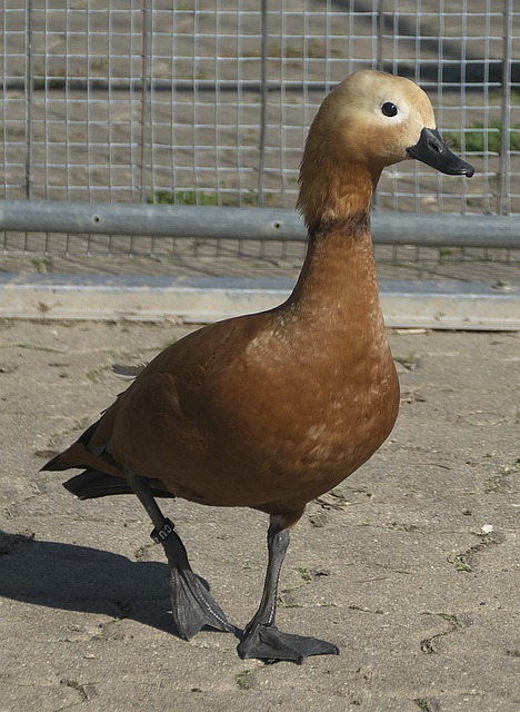 並迎來新